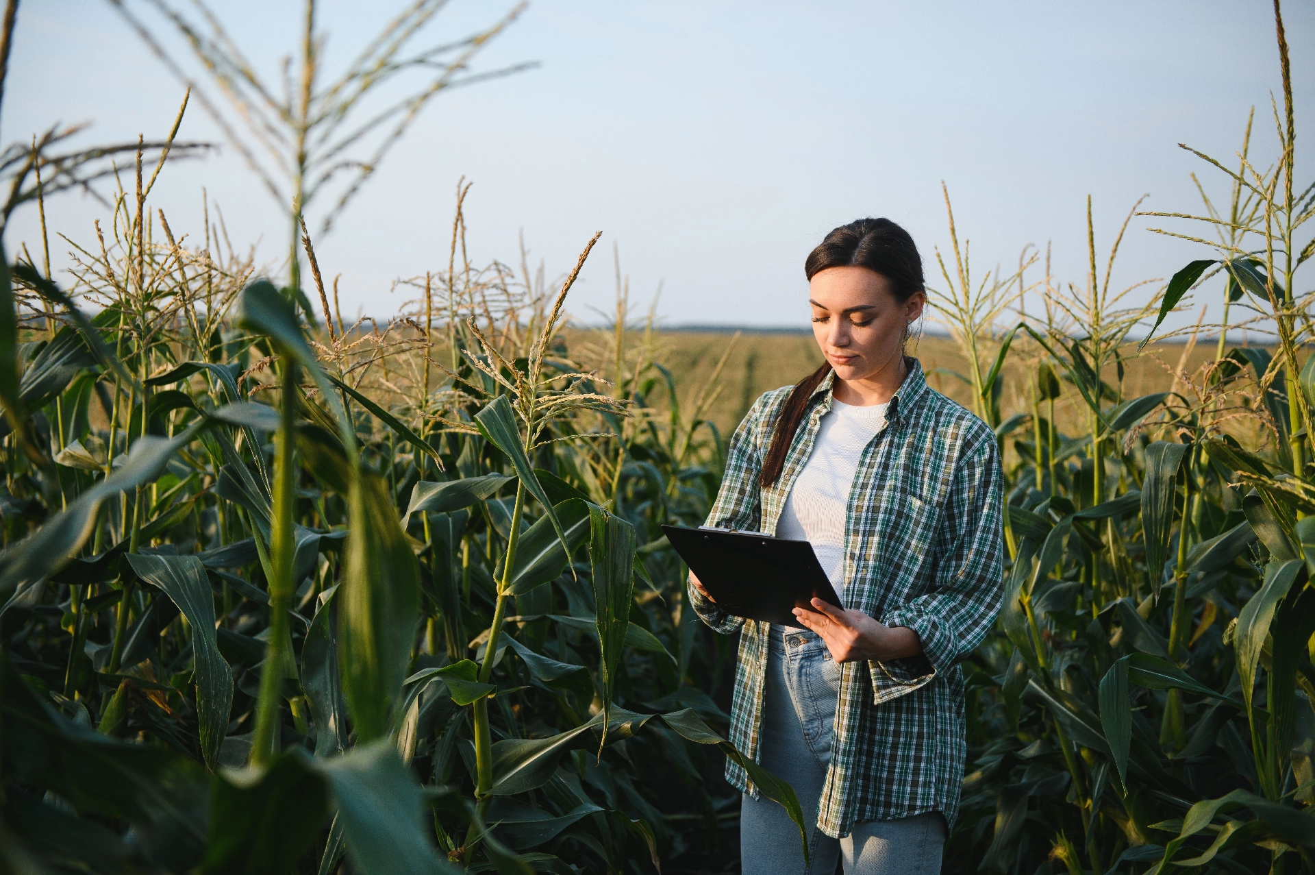 msg Classified Procurement